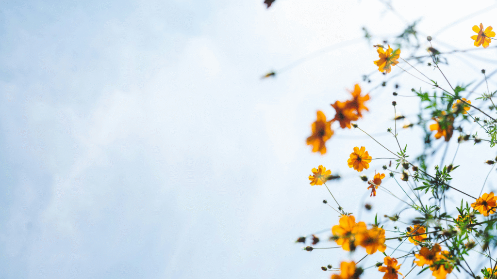 Oddaj pokłon Zmartwychwstałemu